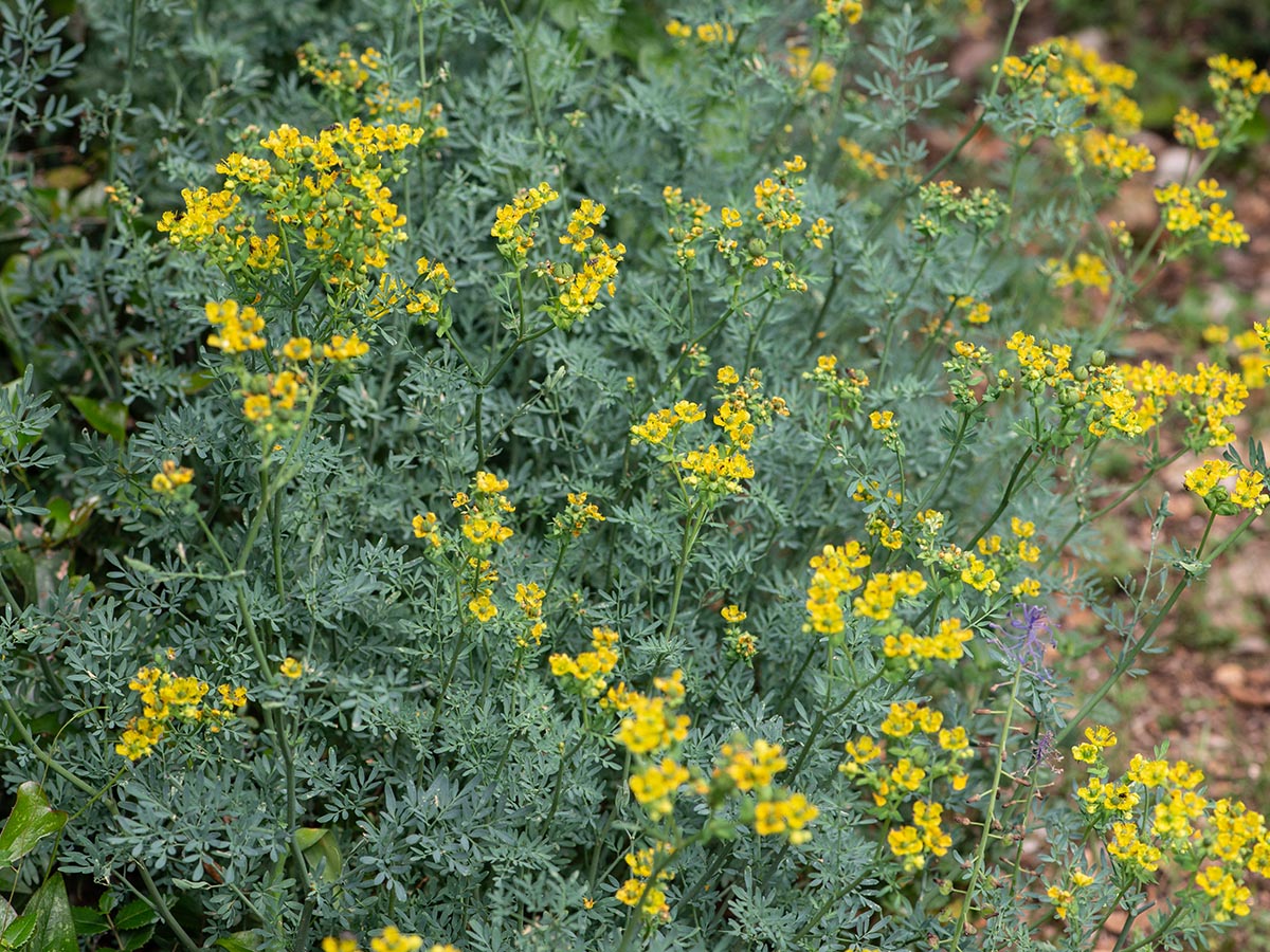 Habitus